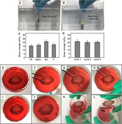 Peptide-based coacervates in therapeutic applications